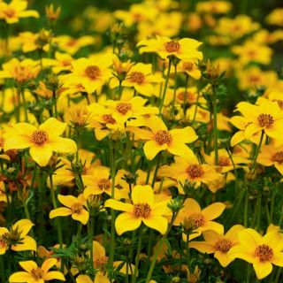 Bur Marigold seeds - Bidens aurea - 160 seeds