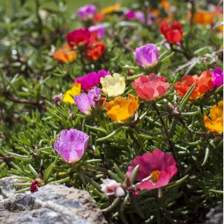 苔藓玫瑰混合种子 -  Portulaca grandiflora  -  4500种子 - Portulaca L. - 種子