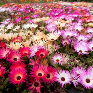 Magic Carpet Μεικτοί σπόροι - Mesembryanthemum criniflorum - 1600 σπόροι - Doroteantus bellidiformis
