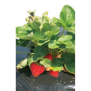 Perforert jordbær-mulchfolie - 1,4 mx 10 moh - 