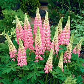 Lupinus, Lupin, Lupin Pink - květinové cibulky / hlíza / kořen - Lupinus hybridus
