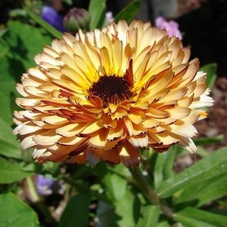 Pot Marigold Βερίκοκο Σπόροι ομορφιάς - Calendula officinalis - 240 σπόροι