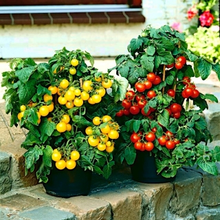 Pomidoras į vazoną - geltona ir raudona - 8 sėklos - Solanum lycopersicum