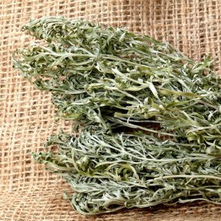 Absinto - 3000 sementes - Artemisia absinthium
