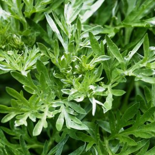 Wormwood, Absinthium seeds - Artemisia absinthium - 3000 seeds