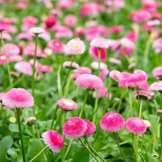 Pink English Daisy seeds - Bellis perennis - 690 seeds
