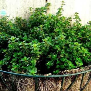 Θυμακοί σπόροι - Thymus vulgaris - 1500 σπόροι - Thymus vulgaris L.