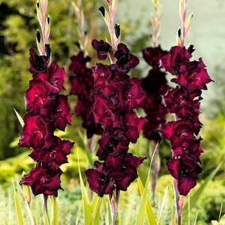 Gladiolus Black Star - 9 sīpoli katlā; zobenu lilija