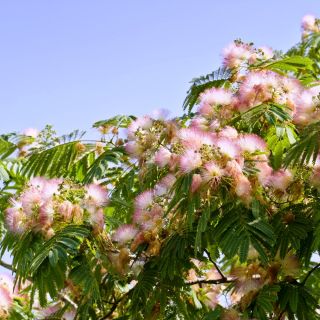 Benih Pohon Sutra Persia - Albizia julibrissin - biji