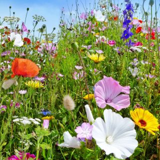 Annual and Perennial Wild Plants mixed seeds - 100 seeds