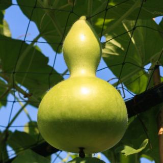 Birdhouse Gourd seeds - Lagenaria siceraria - 7 semen - semena