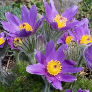 Puķu ziedu sēklas - Anemone pulsatilla - 190 sēklas