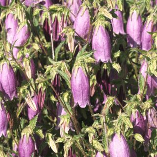 Bellflower Cherry Bells σπόροι - Campanula punctata - 1200 σπόροι
