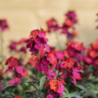 Engelske Wallflower blandede frø - Cheiranthus Cheiri – Garden Seeds Market  | Gratis frakt
