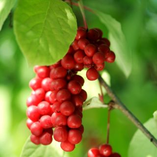 Schisandra, Schisandra Berry seeds - Schisandra chinensis