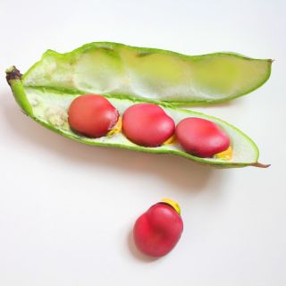 Lauka pupa – Crimson - Vicia faba L. - sēklas