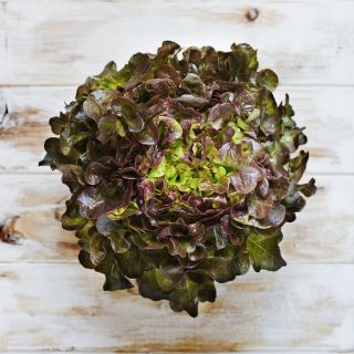 Salat Romaine - Red Salad Bowl - 1150 frø - Lactuca sativa L. var. longifolia