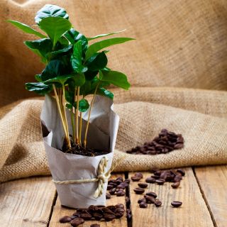 ערבית קפה, קפה שיח של זרעי ערב - Coffea arabica - 8 זרעים