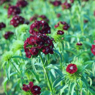 Sweet William Black Magic seeds - Dianthus barbatus - 450 seeds