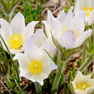 Sementes De Flores De Pasque Branco - Anemone pulsatilla - 90 sementes