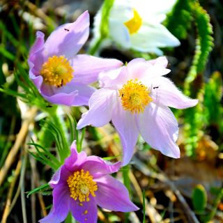 Pasque Flower混合种子 - 银莲花属pulultilla  -  190粒种子 - Anemone pulsatilla - 種子
