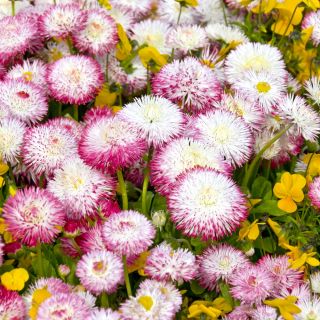 英国Daisy Pomponette混合种子 -  Bellis perennis  -  600粒种子 - Bellis perennis grandiflora.  - 種子