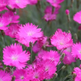 Firewitch, Cheddar Roosa seemned - Dianthus gratianopolitanus - 120 seemet - Dianthus gratianopolitanus syn. D. caesius.
