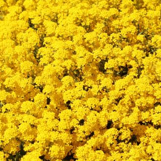 산 금 종자 - Alyssum montanum - 500 종자 - 씨앗