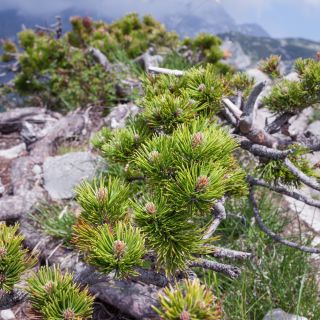 Семе Муго Пине - Пинус муго - 40 семена - Pinus mugo var. Mughus