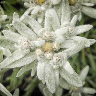 Насіння едельвейсу - Leontopodium alpinum - 750 насінин - насіння
