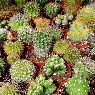 Насіння кактусів - 100 насінин - Cactaceae - насіння