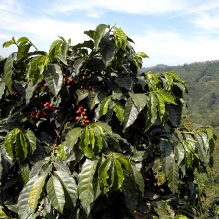 Arabica Coffee, Arabijos sėklų kavos krūmas - Coffea arabica - 8 sėklos