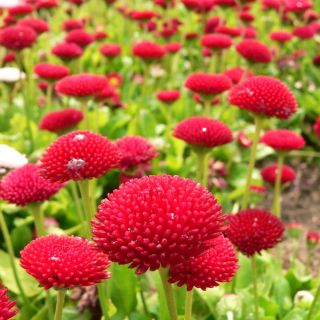 Red English Daisy seeds - Bellis perennis - 690 seeds