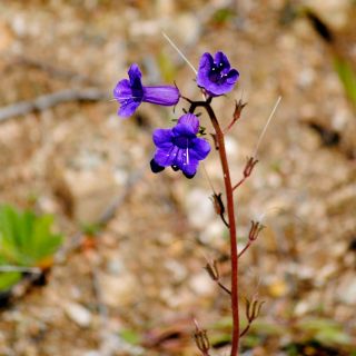 Bluebell کویر - 850 دانه - Phacelia campanularia 