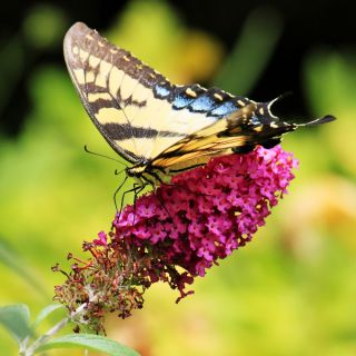 Butterfly Bush، دانه های سیاه Knight - Buddleja davidii - 300 دانه