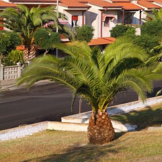 Đảo Canary Date Palm hạt giống - Phoenix canariensis - 5 hạt