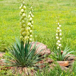 Јука, Адамове иглице - Иуцца филаментоса - 20 семена - Yucca filamentosa