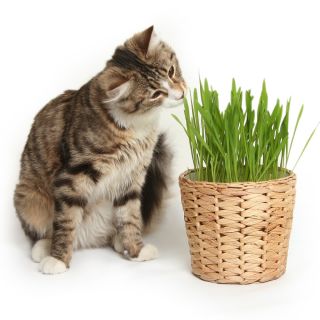 Biji Rumput Kucing -  - benih