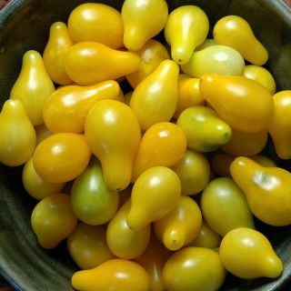 Biji tomat Pear Kuning - Lycopersicon esculentum - 120 biji - Lycopersicon esculentum Mill 