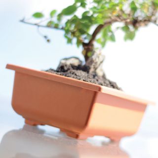 Pot pour bonsaï rectangulaire - Dbon - 20 x 14 cm - Terre cuite - "