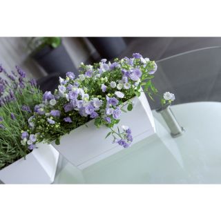 Правоъгълна саксия за цветя с чинийка - Coubi - 24 x 12 cm - крем - 