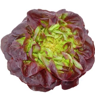 Salat Hode - Quattro stagioni - 900 frø - Lactuca sativa L. var. Capitata