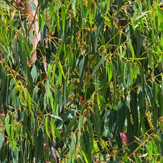 Citromos eukaliptusz, citrom illatú gumi magok - Corymbia citriodora - Eucalyptus citriodora