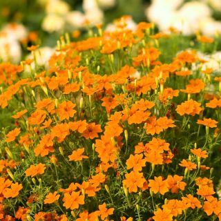 Marigold Orange Gem semena - Tagetes tenuifolia - 390 semen