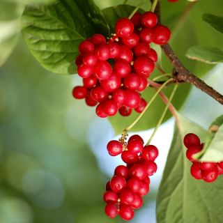 Hạt Schisandra, Schisandra Berry - Schisandra chinensis