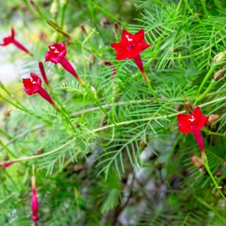 Ipomoea quamoclit - 20 sėklos - raudonas