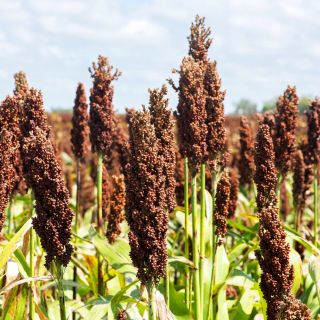 Black Millet seeds - Sorghum nigrum - 60 seeds