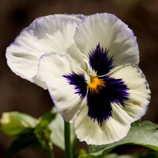 Σπόροι Pansy Silverbride - Viola x wittrockiana - 400 σπόροι