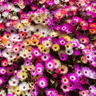فرش سحر و جادو دانه های مخلوط - Mesembryanthemum criniflorum - 1600 دانه - Doroteantus bellidiformis