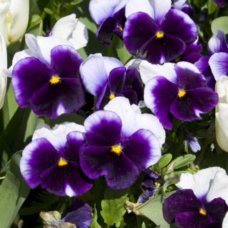 Árvácska fajták - Lord Beaconsfield - lila és fehér - 250 magok - Viola x wittrockiana